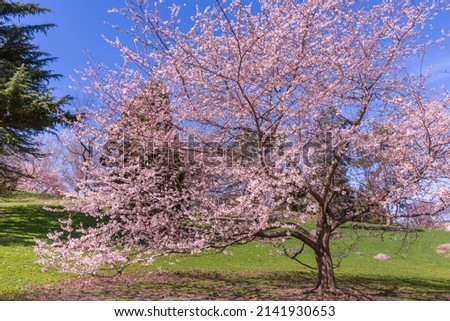 Cherry blossom tree in Central Park