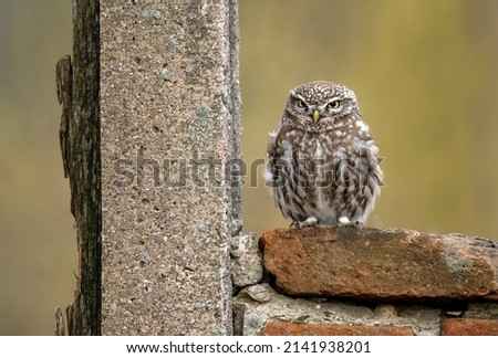 Little owl ( Athene noctua ) close up