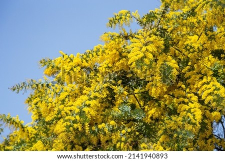 Yellow mimosa flowers that signal the arrival of spring.