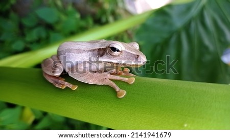 asia tree frog on a branch