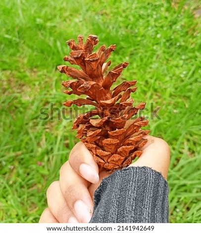 Hand holding brown fir flower