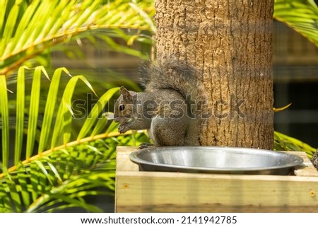 Profile picture of grey squirrel sitting on a patio eating