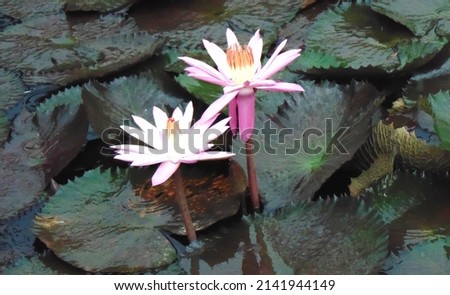 Two lotus flowers in the pond