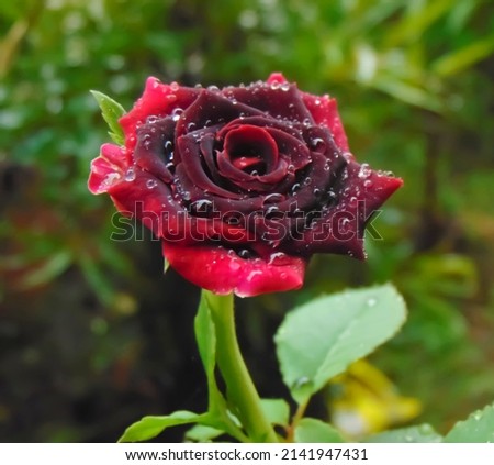 Red rose with water splash