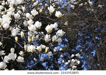 magnolia blooming in the park
