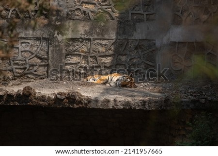 Beautiful Bengal Tiger in Central Zoo. Kathmandu, Nepal.