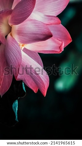 Beautiful Lotus picture for wallpaper. 