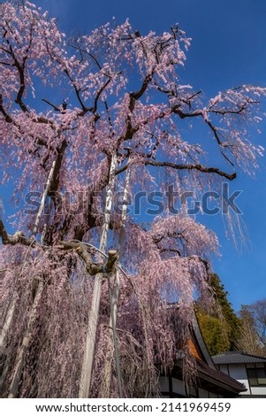 More than 300 years old  Weeping Cherry Tree in Juinji Temple , Yamanashi Prefecture
