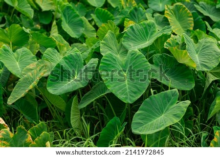giant taro broadleaf weed in wetlands Itchy fodder Royalty-Free Stock Photo #2141972845