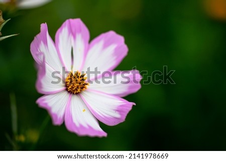 Cosmos flower, white, purple, against a blurred green background.