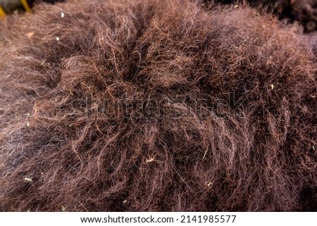 Dark sheep wool, fur texture, dark soft material background, abstract natural surface pattern. Royalty-Free Stock Photo #2141985577