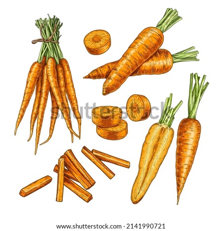 Hand drawn ccarot. Set sketches with carrot bunch, whole and cut in half, cut into slices and strips. Vector illustration isolated on white background. Royalty-Free Stock Photo #2141990721