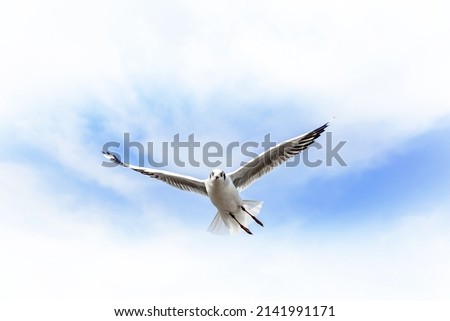 Migratory seagulls flock to the Bang Pu Seaside, Thailand during November and April