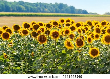 Many sunflowers in a farmland in Ukraine