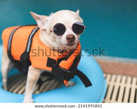 Portrait  of a cute brown short hair chihuahua dog wearing sunglasses and  orange life jacket or life vest standing in blue swimming ring by swimming pool. Pet Water Safety.