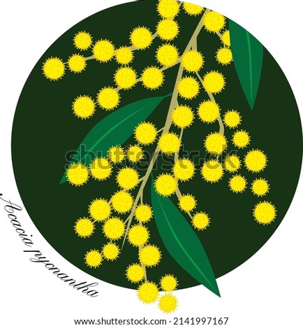 Illustration of golden wattle flowers and leaves
