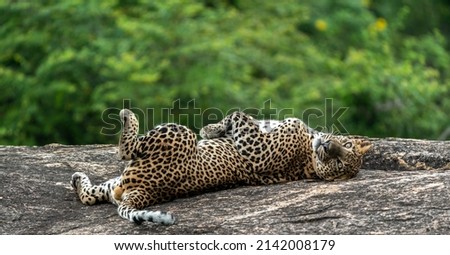 a Large male leopard sleeping on a rock and looking in to camera at eye level captured at Yala national park, with morning light clear green blurred background, super sharp detailed cat. Royalty-Free Stock Photo #2142008179
