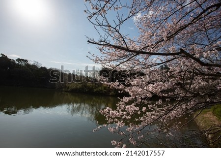 View of cherry blossoms and pond in full bloom under the soft spring sunlight.