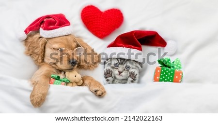 Funny English Cocker spaniel puppy wearing eyeglasses sleeps with tiny kitten and gift box under white warm blanket ona  bed at home. Cute pets wearing santa hat. Top down view