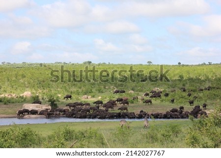 Cape Buffalo gathering near a waterhole