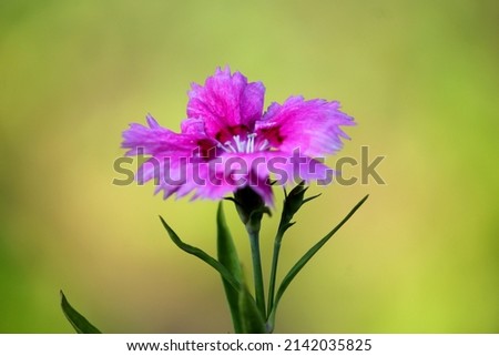 A beautiful flower with pink shades. The light green background is adding more contrast to the overall picture
