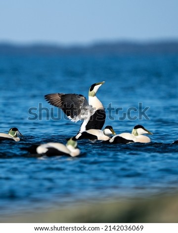 Common eider trying to find a mate