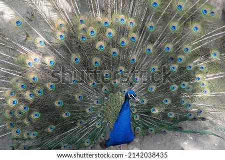 The peacock spread out its beautifully coloured feathers.