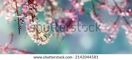 sunshine on beautiful cherry blossom on abstract blurred spring background banner in vibrant colors, artful floral springtime background concept with copy space