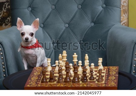 Chihuahua dog sits in a cozy armchair and plays chess in a competition, looking at the camera attentively and intently. Studio photo session of a chess player's dog.