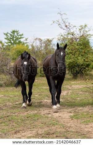 dark brown horses couple walking towards the camera, calming and relaxing day, nature photography, romantic look