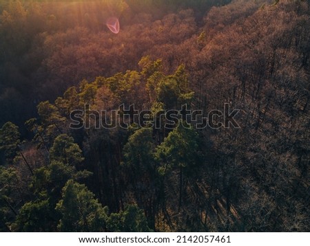 Spring forest and aerial view 