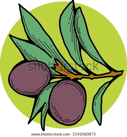 Olive branch with green leaves and olives for oil products. Harvest from the tree. Symbol of world peace. Romantic decorative element. Hand drawn retro vintage vector illustration. Old style drawing.