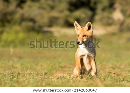 Young Red Fox Cub Sitting in A Field of Grass