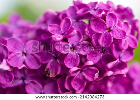 Purple Lilac flowers closeup view on the bush, selective focus and blurred background