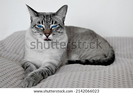 The Thai cat narrowed his eyes and stuck out his tongue. Black and white photo, blue eyes and pink tongue. Pets. Tricky eye. background, wallpaper, postcard Royalty-Free Stock Photo #2142066023