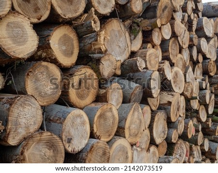 Pile of logs, timber harvesting, forest woodworking industry. logging in the forest