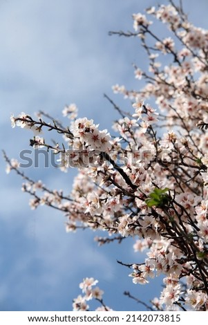 Beautiful blooming almond tree with flowers in full bloom against blue sky and white clouds. Bees at work. Concept for Spring.