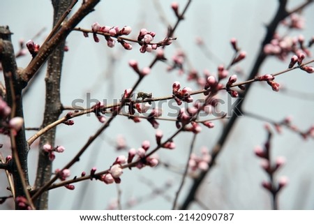 Beautiful blooming apricot tree with flowers in full bloom against blue sky. Bees at work. Concept for Spring. Royalty-Free Stock Photo #2142090787