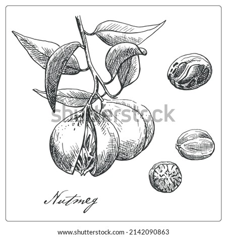 Set nutmeg branch and fruit. Hand drawn sketch.Vector graphic illustration. Black and white collection isolated elements for design packing logo  Royalty-Free Stock Photo #2142090863