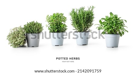 Rosemary, oregano, sage and thyme in pos. Creative layout with fresh potted herbs isolated on white background. Floral banner. Design element. Healthy eating and alternative medicine concept
 Royalty-Free Stock Photo #2142091759