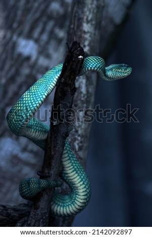The Green Tree Viper, Green Viper or also known as the Dead Sea Snake (Trimeresurus albolabris) is a species of venomous snake that lives in Indonesia. Royalty-Free Stock Photo #2142092897