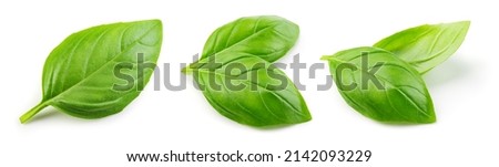 Basil isolated. Basil leaf on white. Basil leaves collection top view. Full depth of field. Royalty-Free Stock Photo #2142093229