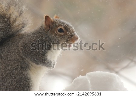 Cut little squirrel in a snowing morning