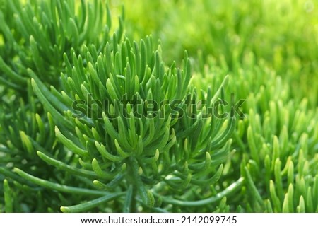 Natural green grass plants in spring. Cover page greenery .Environment ecology wallpaper. Spring background .Abstract green background. Pattern textured background. Screensaver to phone computer. 