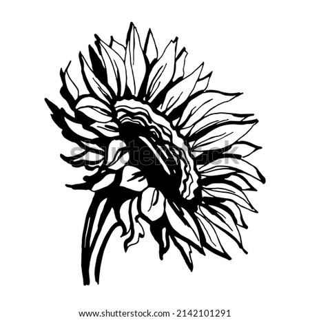 Sunflower. Black and white illustration. Vector clipart