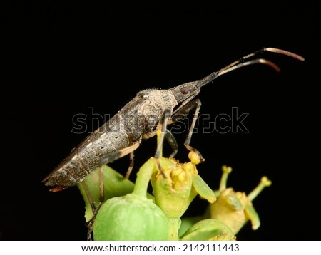 Bug on a plant of the Euphorbia sp. family. Dicranocephalus albipes. Macro photography detail.   Royalty-Free Stock Photo #2142111443