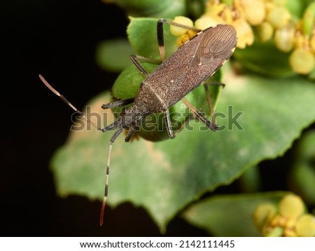 Bug on a plant of the Euphorbia sp. family. Dicranocephalus albipes. Macro photography detail.   Royalty-Free Stock Photo #2142111445