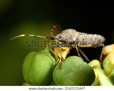 Bug on a plant of the Euphorbia sp. family. Dicranocephalus albipes. Macro photography detail.   Royalty-Free Stock Photo #2142111447