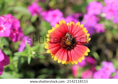a bee pollinating on a gaillardia wildflower and pink phlox flowers in a field