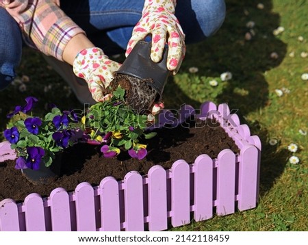 woman with gloves planting colorful pansies in pink flower box, gardening in spring close up